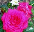 Джипси джевел - миниатюрные розы