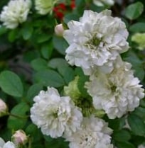Грин айс - миниатюрные розы