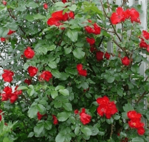 Робуста - парковая роза