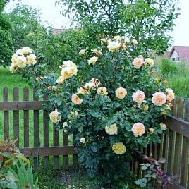 Ругелда - парковые розы