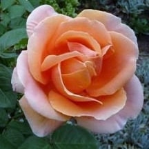 абби де клуни - чайная роза