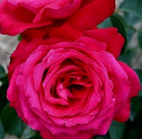 алекс ред - чайно гибридные розы