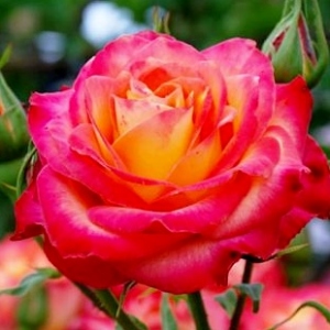алинка - чайно гибридные розы