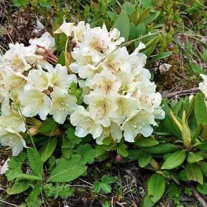 Rhododendron caucasicum - рододендрон кавказский фото