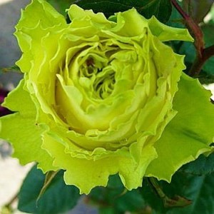 Green Planet - зеленая роза