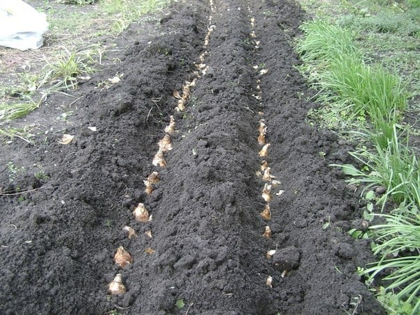 Правила подготовки почвы для посадки луковиц нарцисса