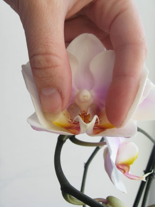 Размножение орхидей семенами: с чего начать?