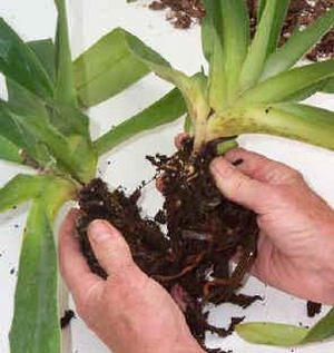 Размножение орхидей делением куста
