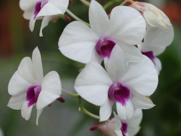 орхидея дендробиум