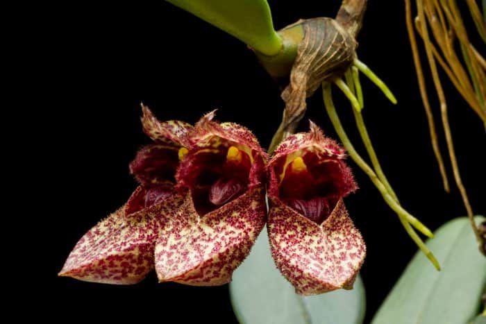 орхидея бульбофиллум
