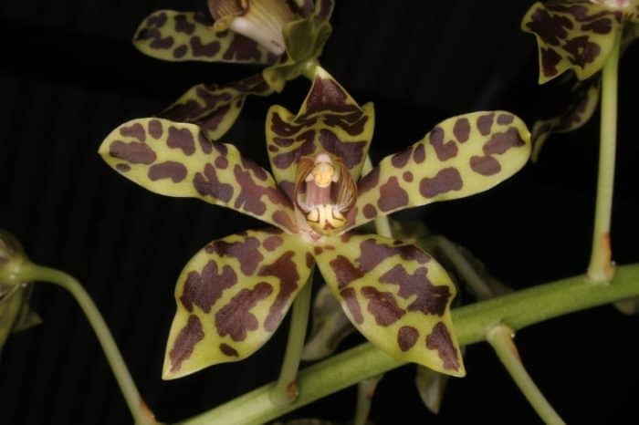 орхидея грамматофиллум