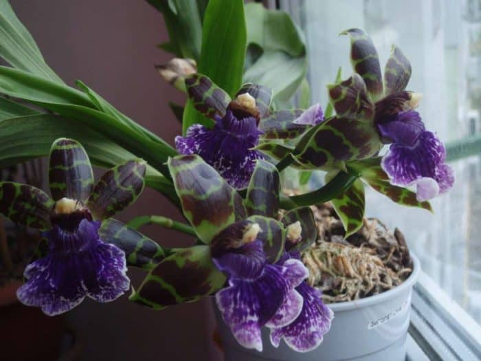 орхидея зигопеталум