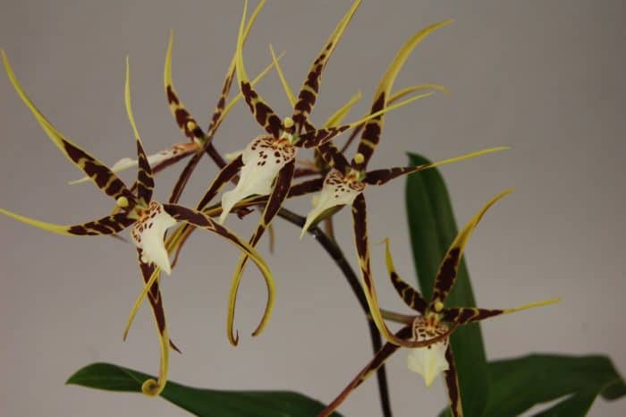 орхидея мильтассия