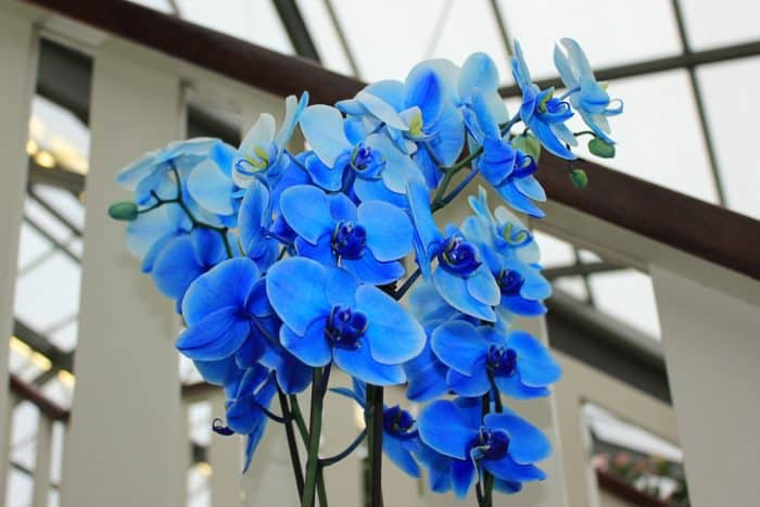 орхидея голубая