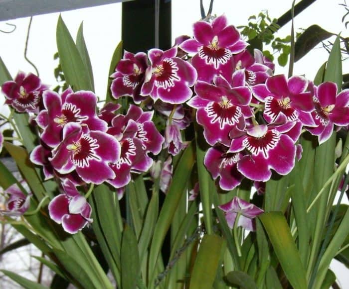 орхидея мильтония