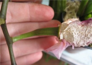 Размножение орхидей семенами: с чего начать?