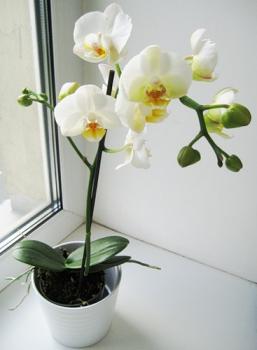 Размножение орхидей семенами: подготовка материалов