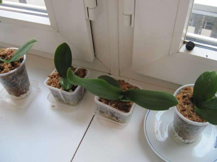 размножение орхидеи фаленопсиса
