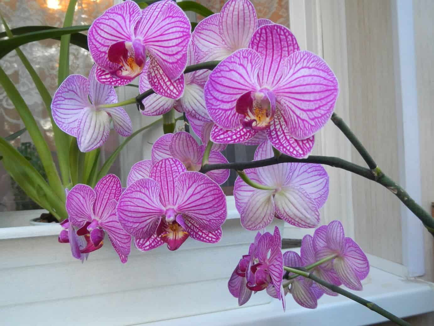 Выращивание фаленопсиса – условия и технология размножения орхидеи в домашних условиях, общие советы по уходу