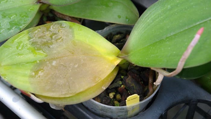 коричневая бактериальная гниль на листьях орхидеи