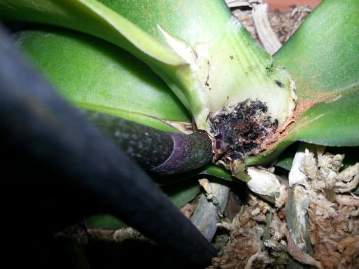 черная корневая гниль на орхидее