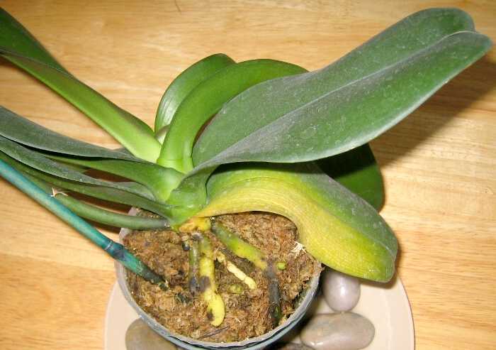 фузариозная гниль на корнях орхидеи
