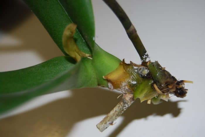 обработка орхидеи средством от гнили