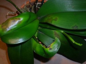 Болезни орхидей: грибковые и вирусные