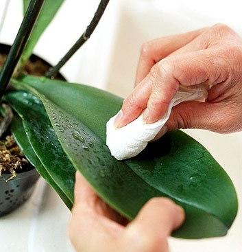 Вредители орхидей: нематоды