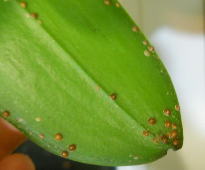 щитовка на орхидее в виде коричневых бугорков