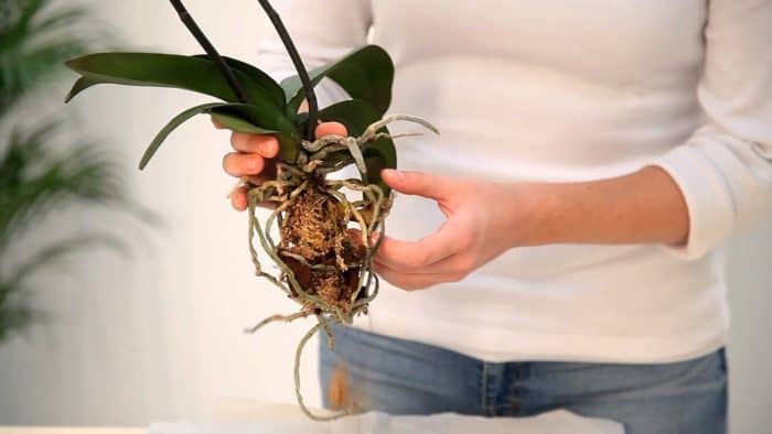 корневая система орхидеи