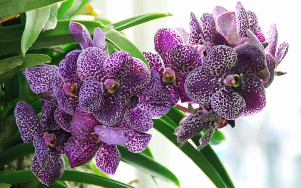 Трипсы на орхидеях – как выглядят вредители, описание разновидностей с фото, методы борьбы