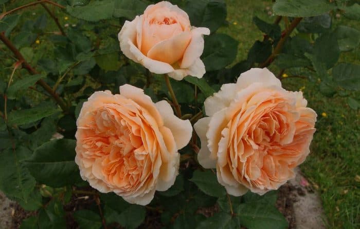 роза Принцесса Маргаретт