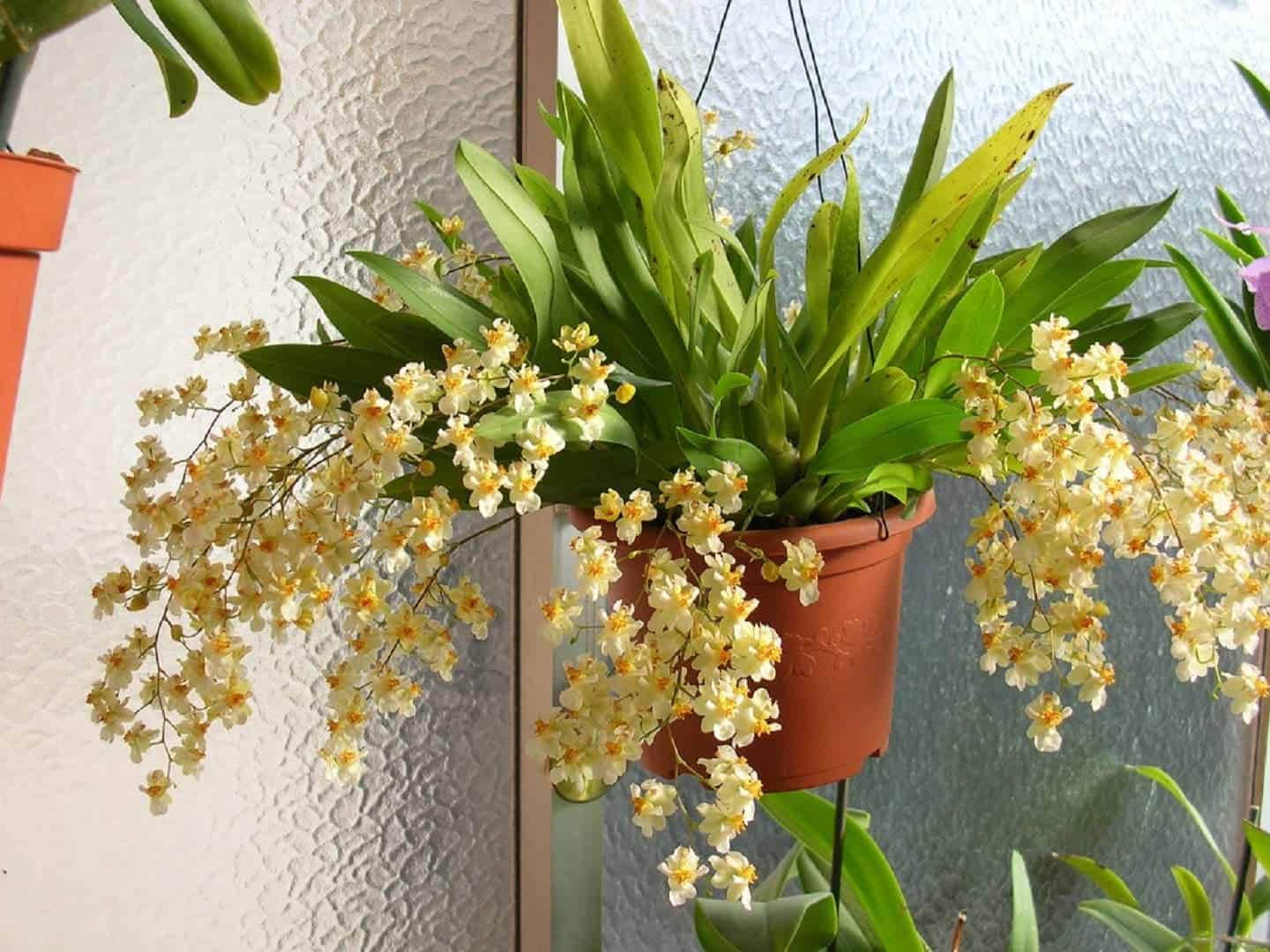 Онцидиум — виды орхидеи с фото и уход в домашних условиях (пересадка, полив, размножение, цветение)