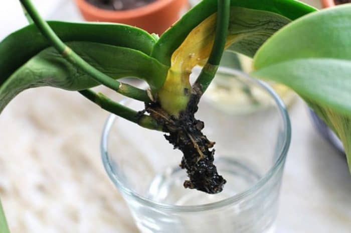 восстановление орхидеи при гибели корней