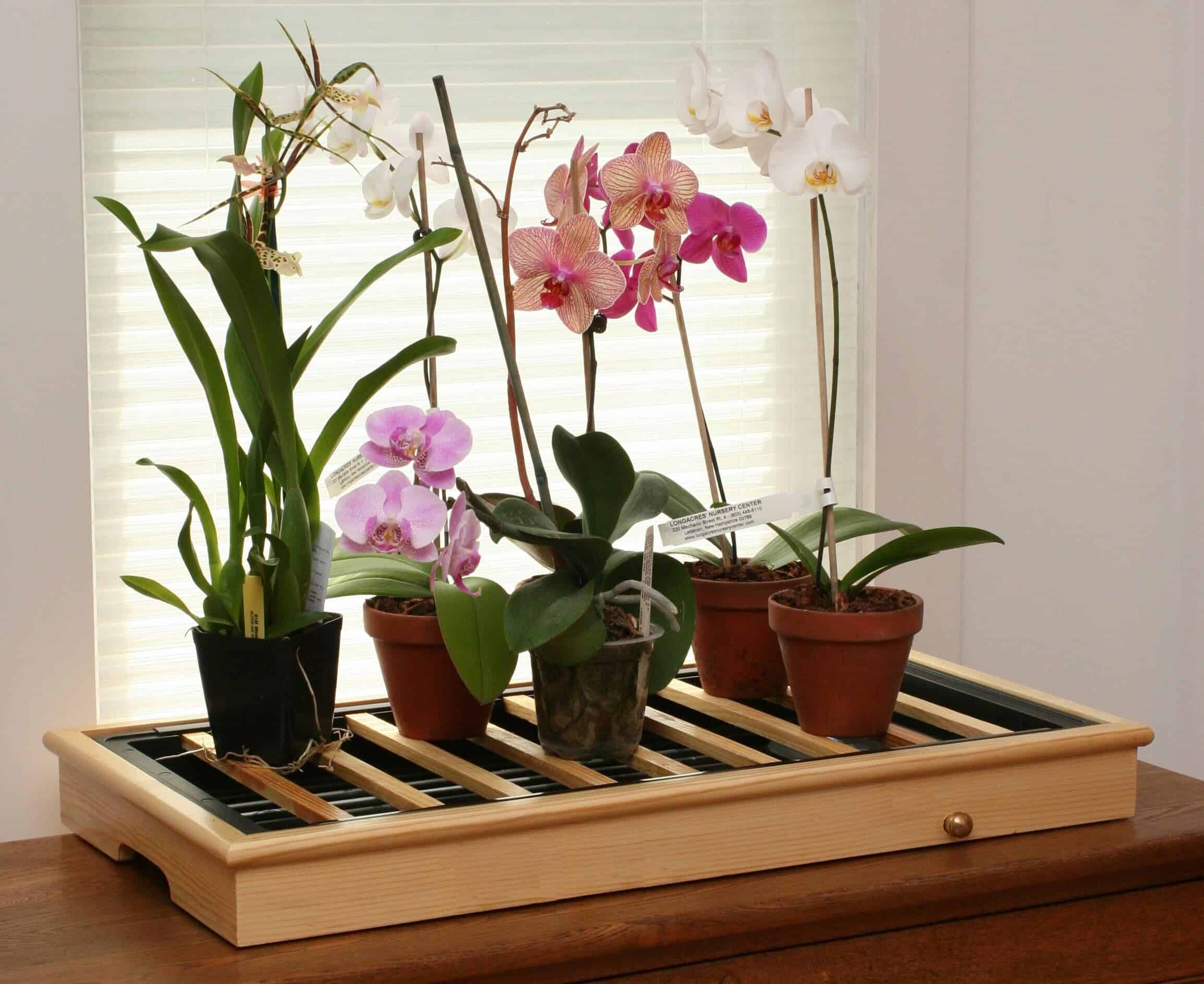 Фаленопсис: как правильно ухаживать за орхидеей после и во время цветения в домашних условиях, пересадка цветка в горшок после покупки