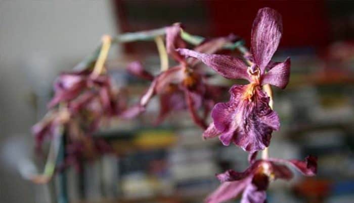 завядшие цветки орхидеи