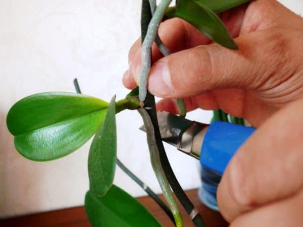обрезка листьев орхидеи