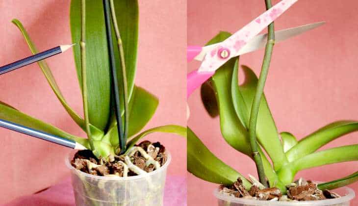 Как обрезать орхидею после цветения – основные правила обрезки цветоноса, воздушных корней и листьев в домашних условиях