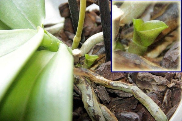 детка орхидеи в корневой системе