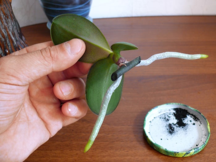размножение орхидеи воздушными корнями