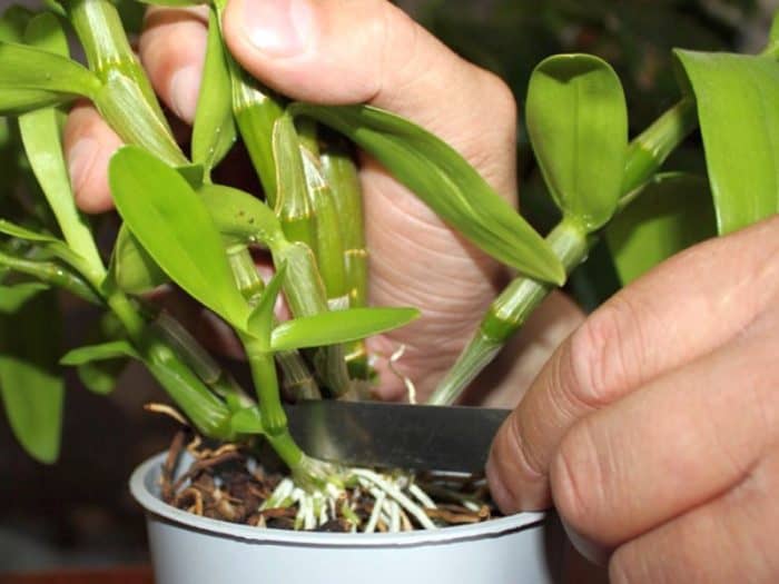 разделение корневища орхидеи