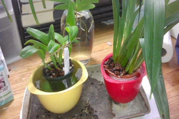 избыточный полив орхидеи