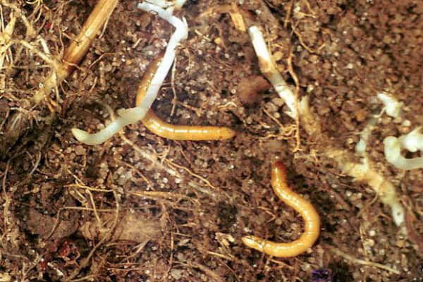 паразиты в почве