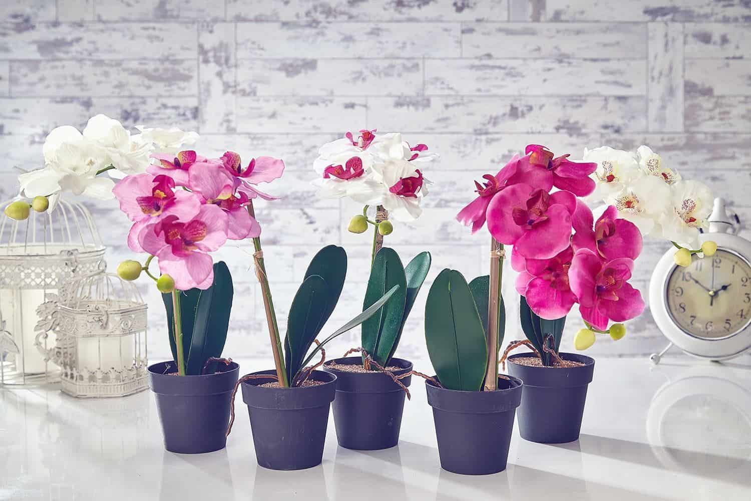 Как ухаживать за орхидеей – инструкция по уходу и правильной пересадки растения в домашних условиях