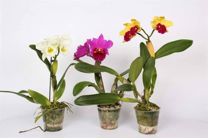 полив орхидеи каттлеи