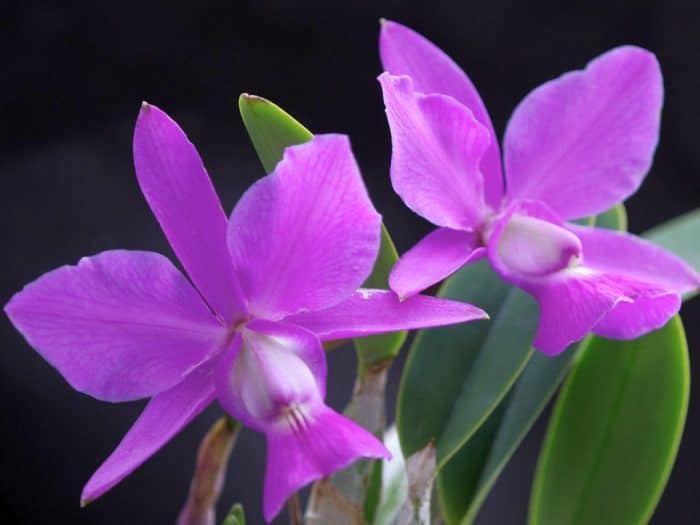 сиреневая орхидея каттлея