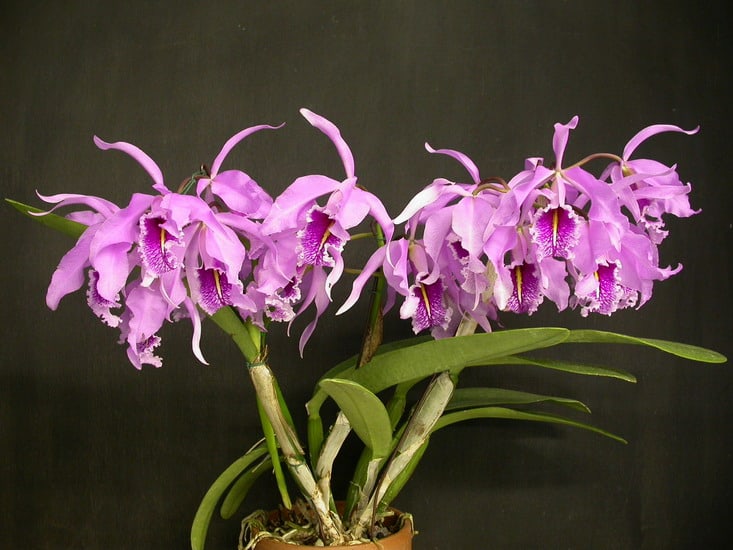 Каттлея уход – особенности выращивания и полива, размножение и содержание орхидеи в домашних условиях
