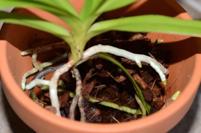 росток орхидеи вагды в горшке