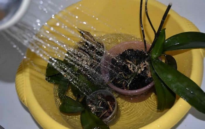 полив орхидей под душем